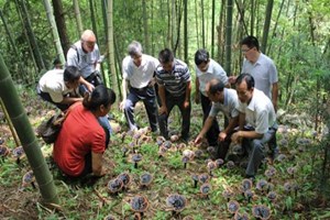 农村致富种植好项目有哪些